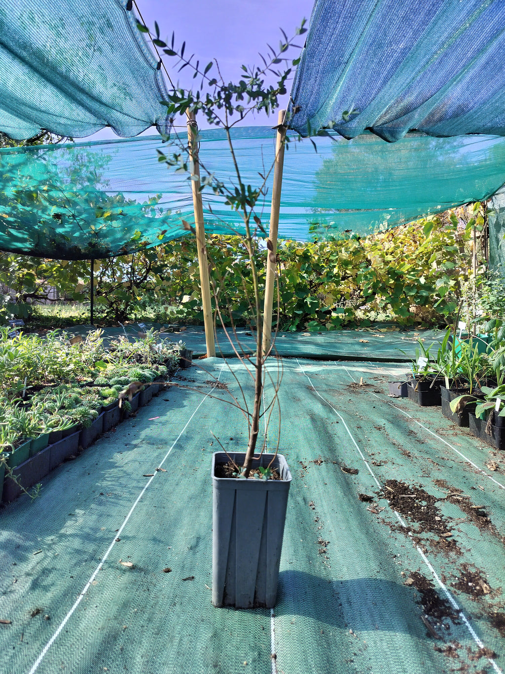 Eucalyptus parvifolia - 2L