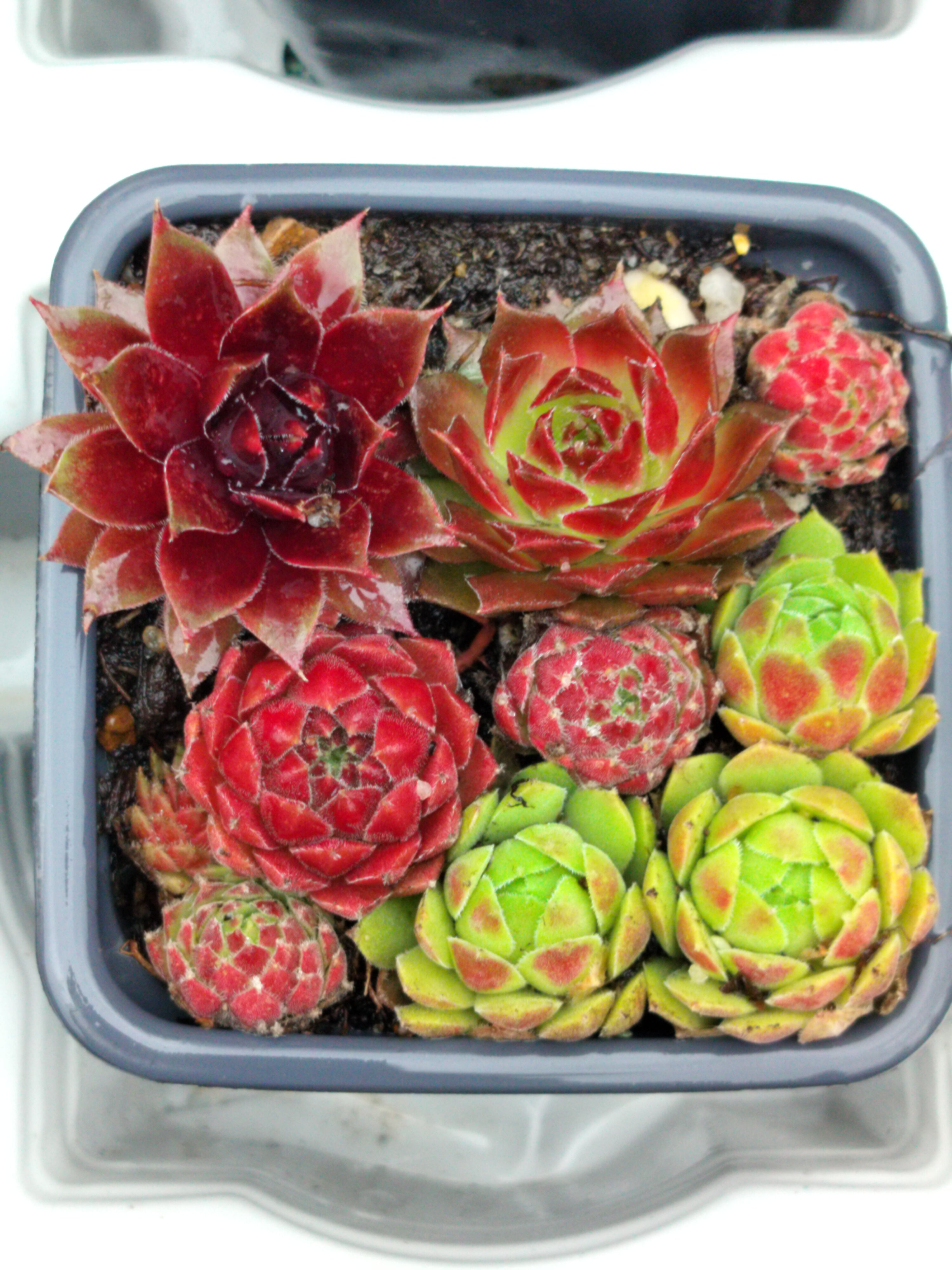 Sempervivum Medley
