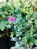 Eucalyptus gunnii