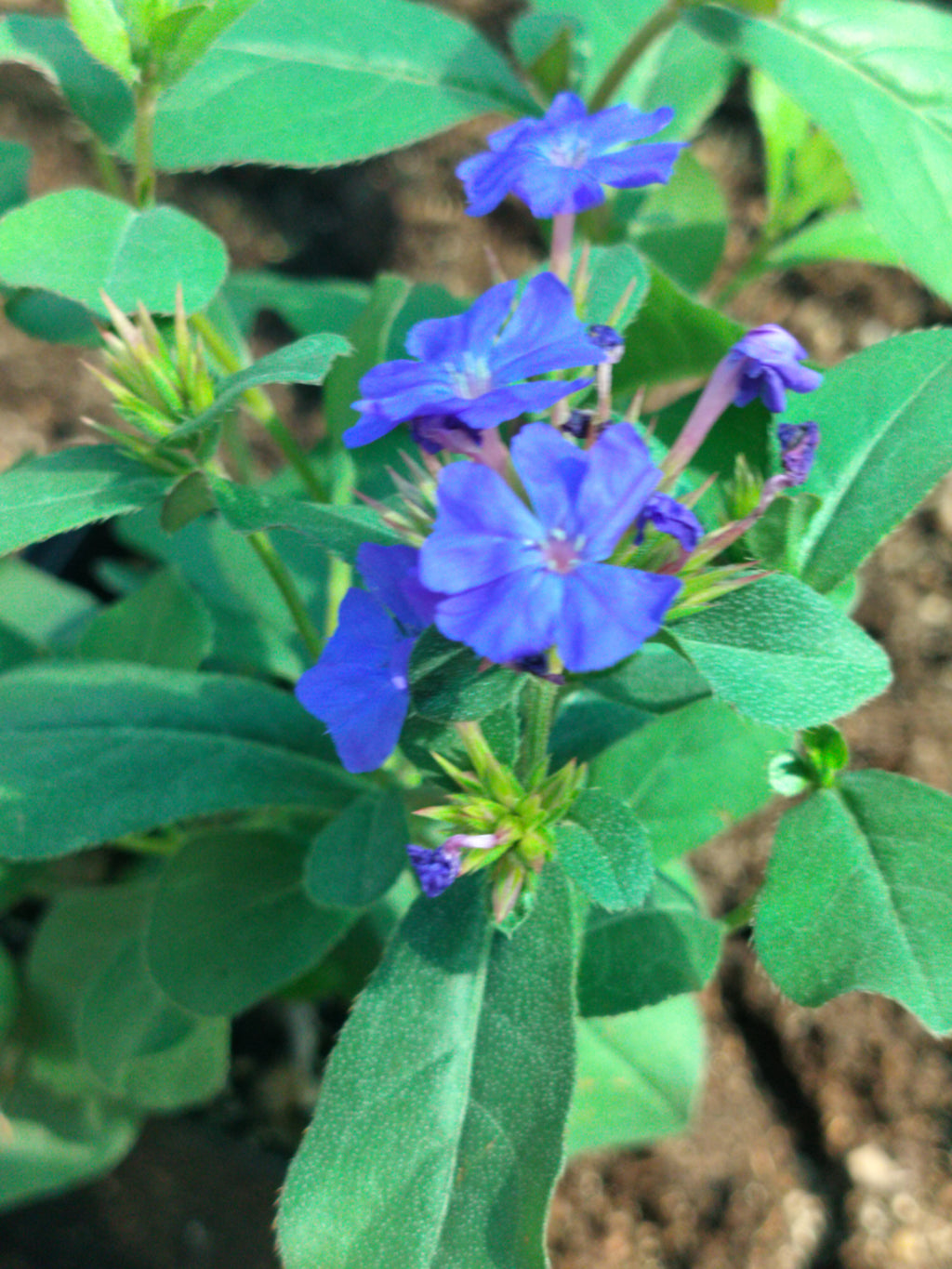 Ceratostigma plumbaginoides 