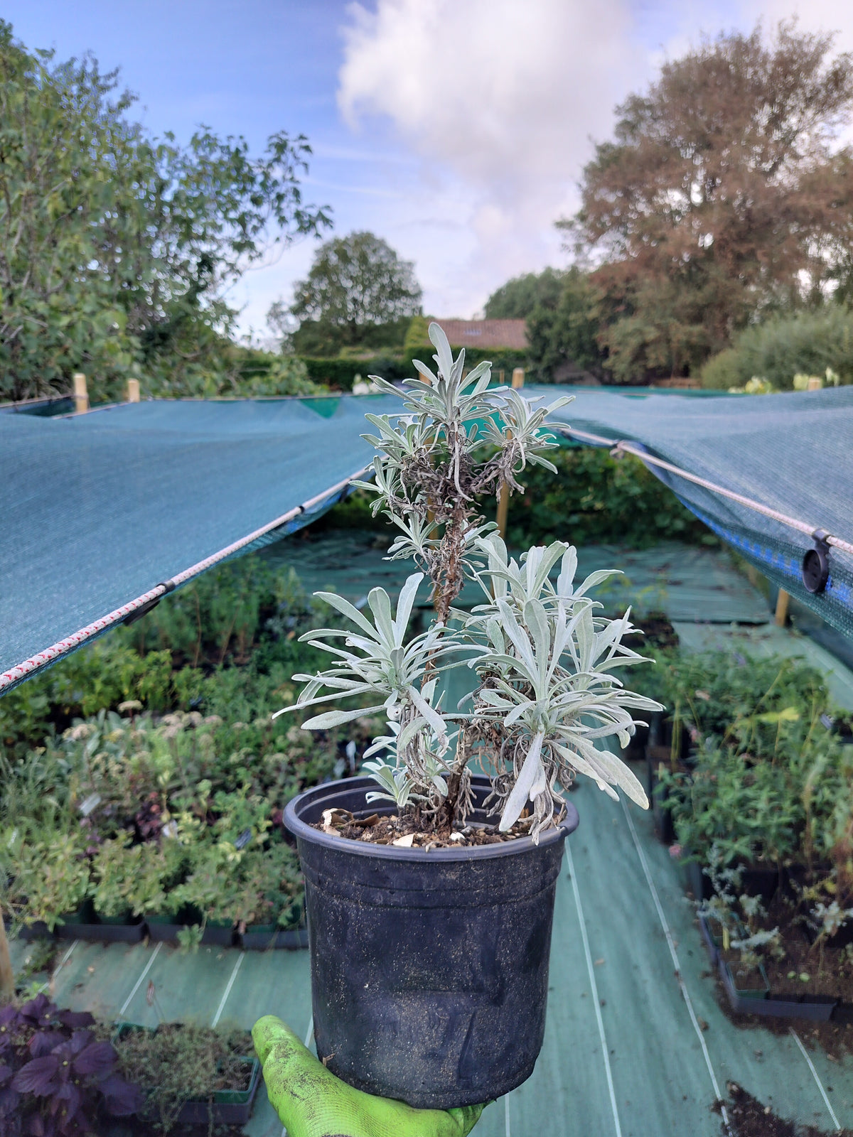 Helichrysum orientale