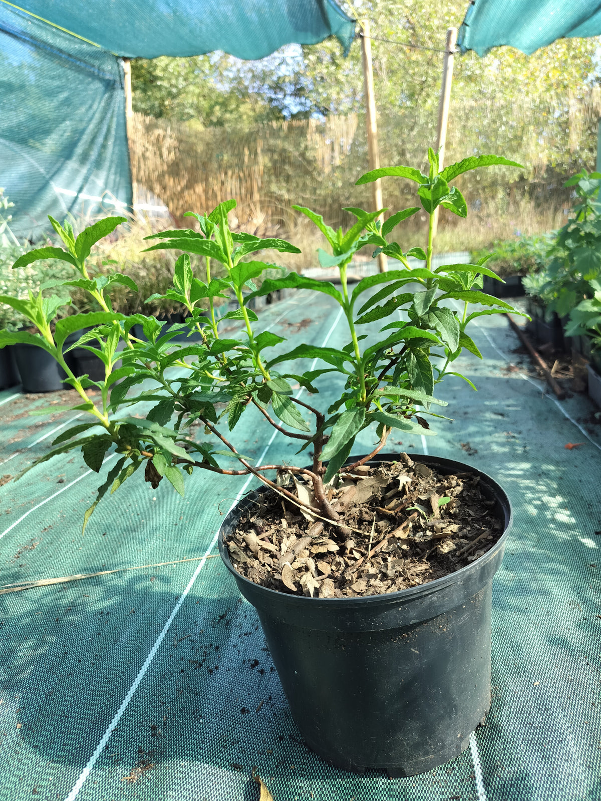 Cistus nigricans