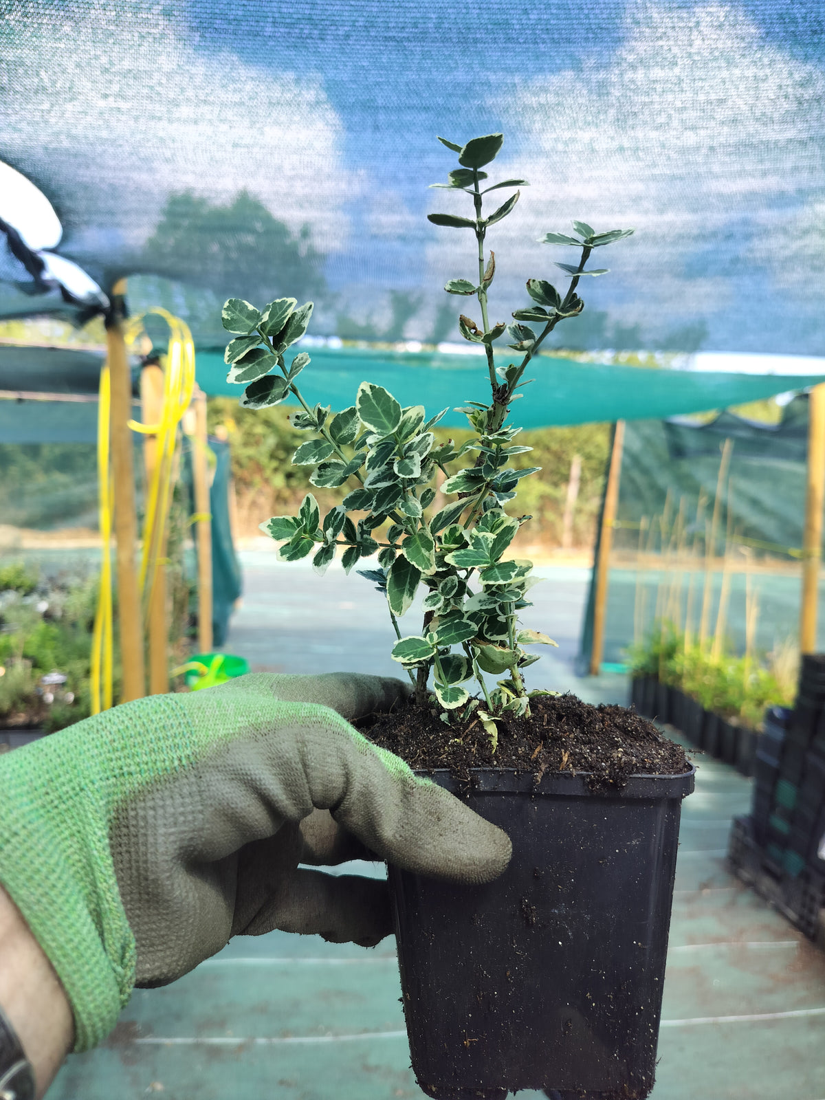Euonymus fortunei 'Gaiété d'émeraude' 