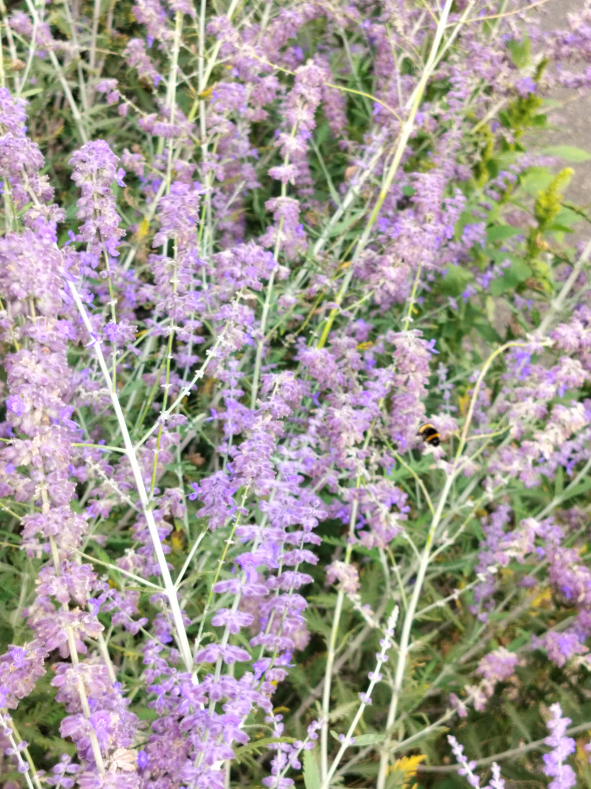 Perovskia atriplicifolia 'Prime Time'