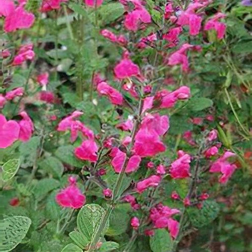 salvia microphylla pink blush