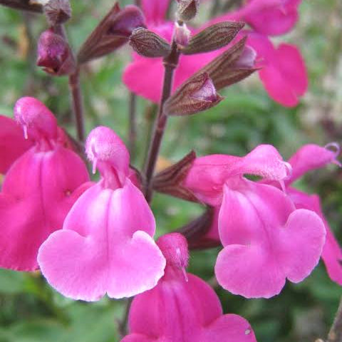 salvia microphylla pink blush 2