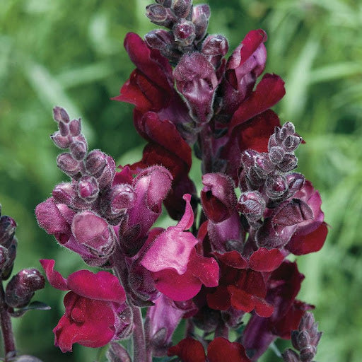 Antirrhinum majus 'Black Prince'