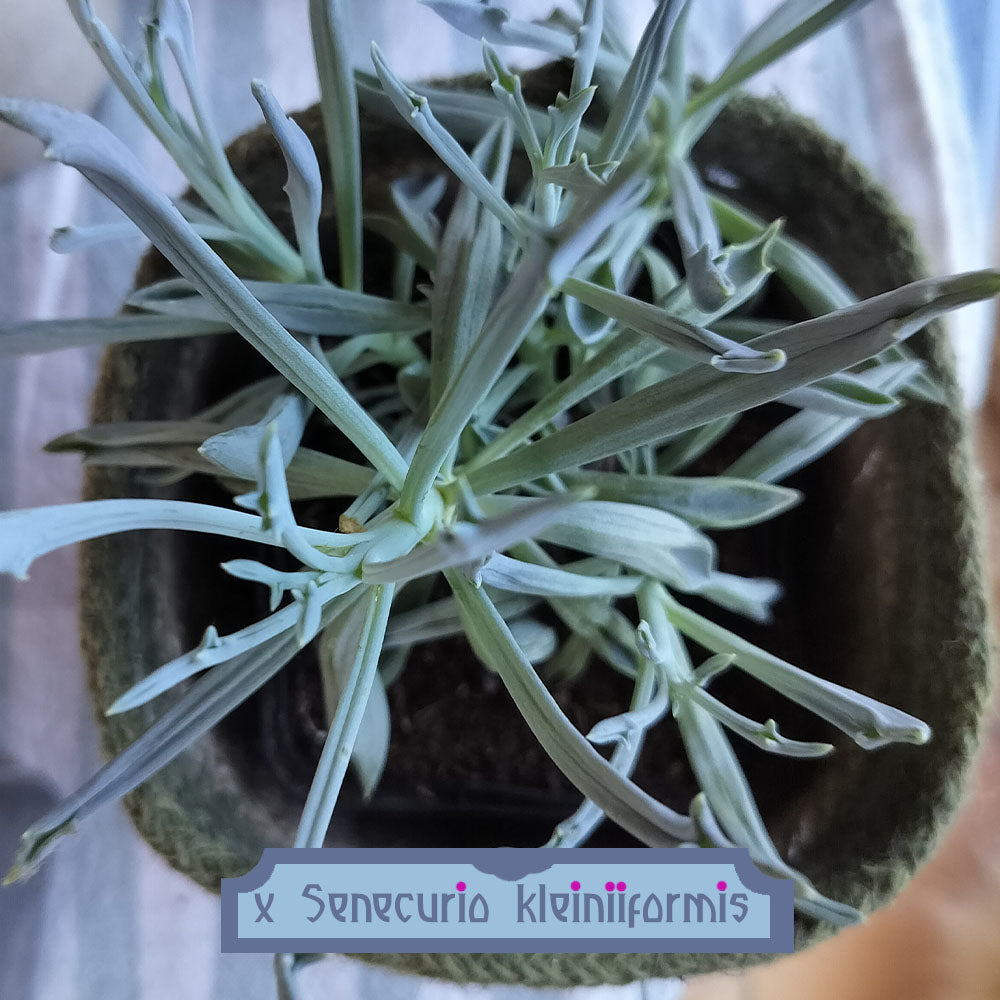 x Senecurio kleiniiformis 